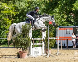 jumper Cornel 10 (German Sport Horse, 2011, from Corneby)