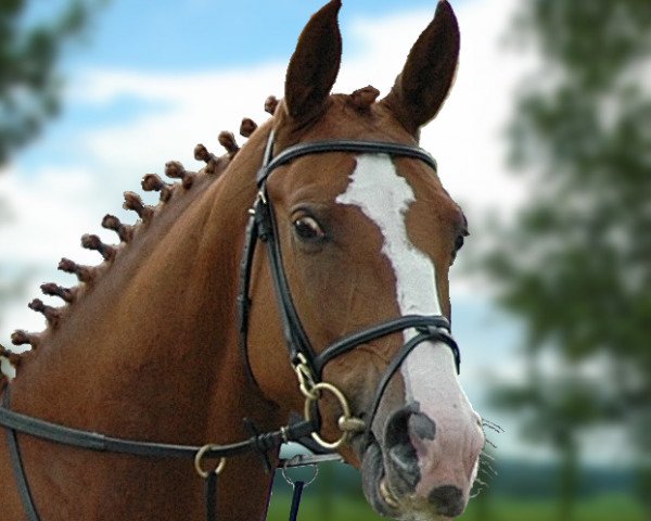 Zuchtstute Karondessa vom Schlösslihof (Schweizer Warmblut, 1998, von Karondo vom Schlösslihof)