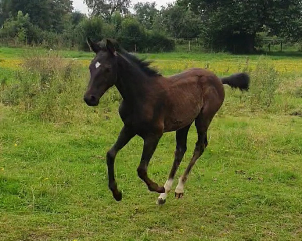 dressage horse Stute von Depeche Mode / Rubinero (Rhinelander, 2023, from Depeche Mode)