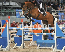 Deckhengst Jamal Vd Heffinck (Belgisches Warmblut, 2009, von Kalaska de Semilly)