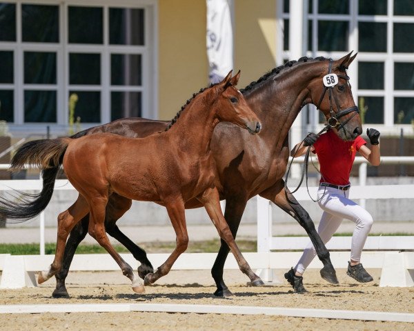 horse Perseus (Austrian Warmblood, 2023, from Pagur ox)