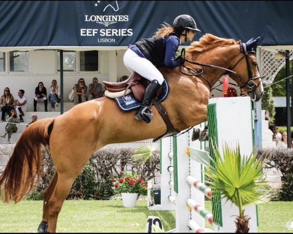 Pferd Flower de la Source (Selle Français, 2015, von Quaprice Z)