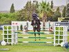 jumper Start Up (Hanoverian, 2016, from Stakkato Gold)