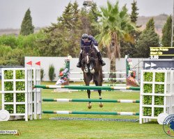 jumper Start Up (Hanoverian, 2016, from Stakkato Gold)