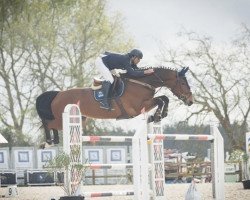 Springpferd Lady Ulydi (KWPN (Niederländisches Warmblut), 2016, von Malibu Z)