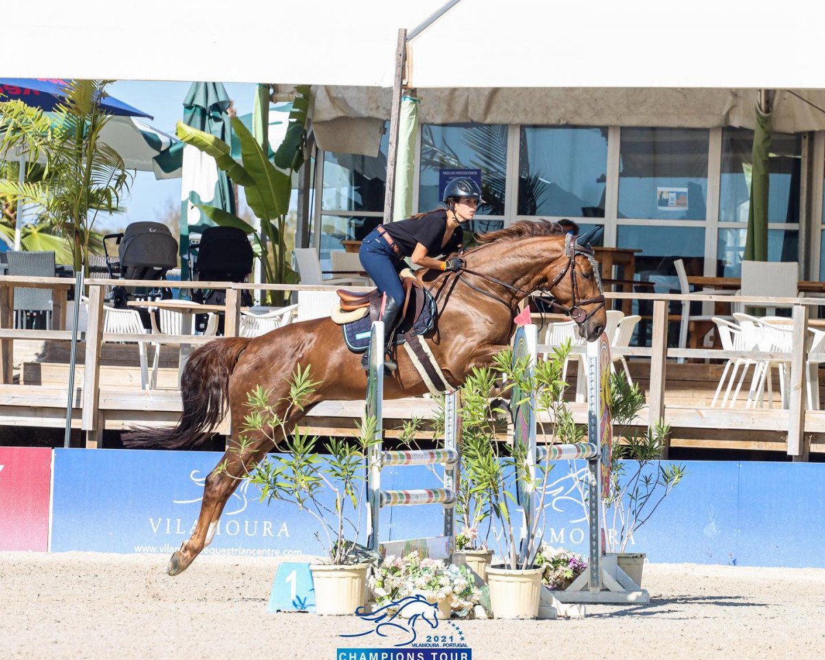 Springpferd Rushfield Diamontina (Irish Sport Horse, 2016, von Diamant de Semilly)