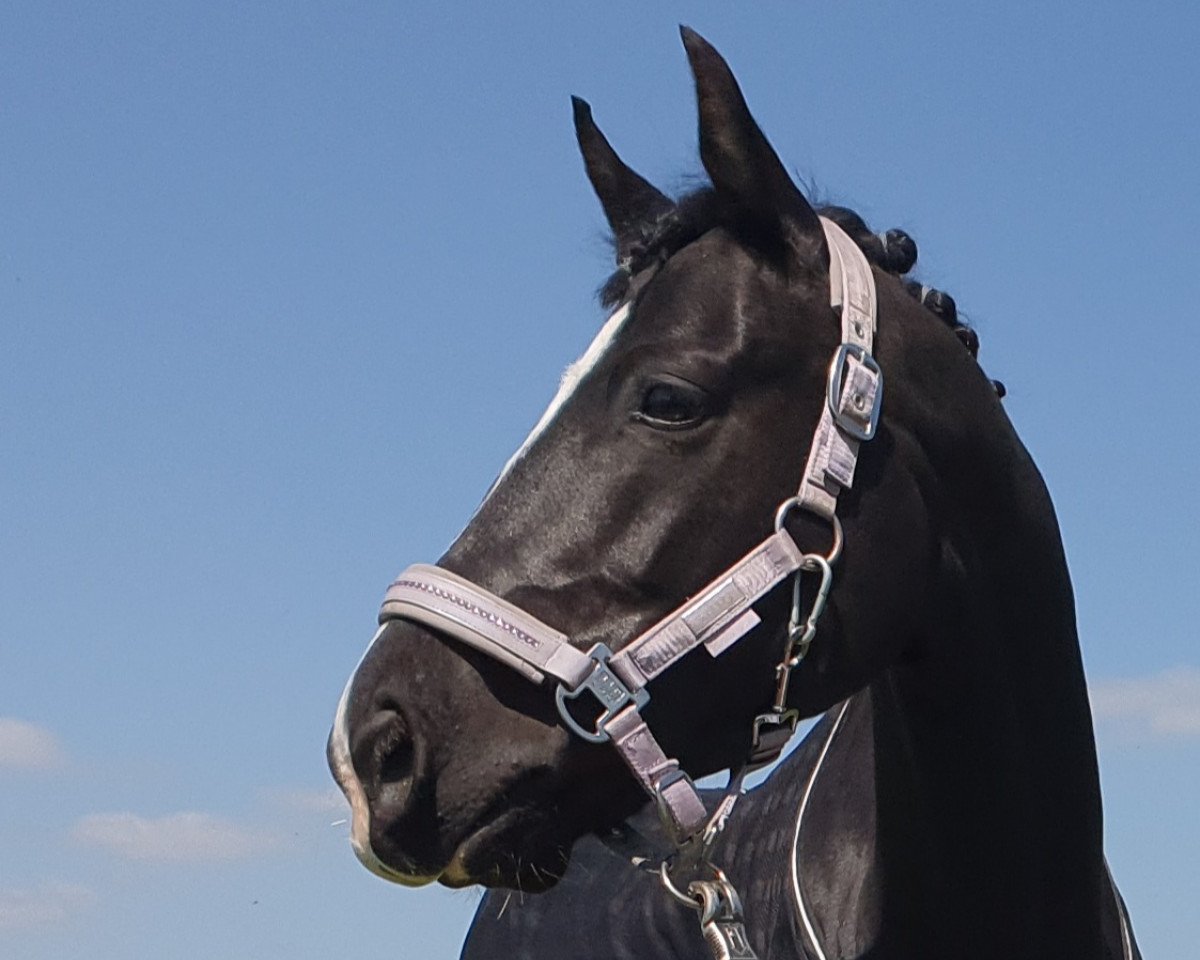 Dressurpferd Keep Cool O (Pinto/Pony, 2014, von Komet O)