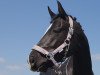 dressage horse Keep Cool O (Pinto / Pony, 2014, from Komet O)