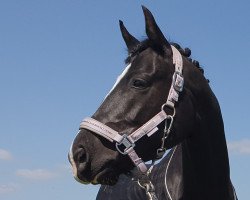 dressage horse Keep Cool O (Pinto / Pony, 2014, from Komet O)