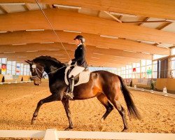 dressage horse San Gin (Westphalian, 2018, from Sir Donnerhall I)