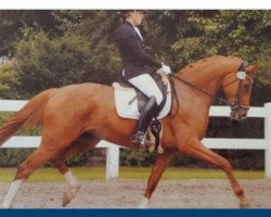 dressage horse Bonitage (Westphalian, 2004, from Belissimo NRW)