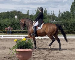 dressage horse Free Soul 3 (Westphalian, 2012, from Franziskus FRH)