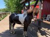 horse Sleipnir (Iceland Horse, 2009, from Bjarmi vom Bartelshof)