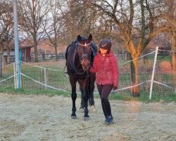 dressage horse Dance of Diamond (Hanoverian, 2016, from Donatus)