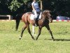 dressage horse Zarah 58 (German Sport Horse, 2016, from Birkhof's Zalando OLD)