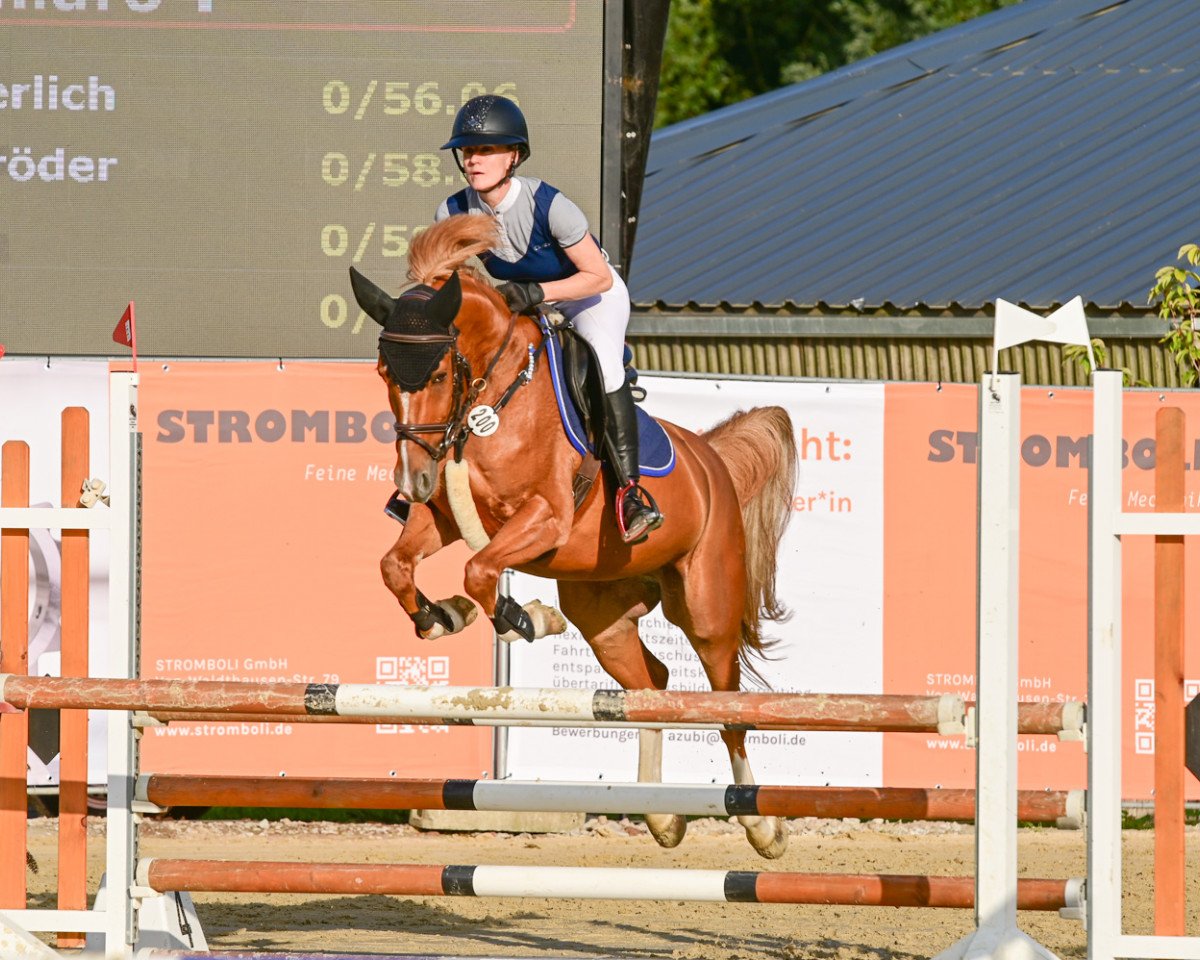 jumper Chiaro T (German Riding Pony, 2015, from Alposa's Coolman)