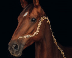 dressage horse Akira (Pinto / Hunter, 2014, from Avalon 281)