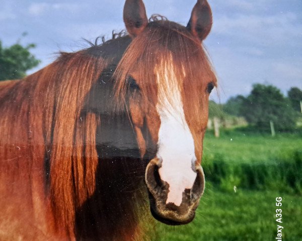 Zuchtstute Carmen (Deutsches Reitpony, 1988, von Durant)