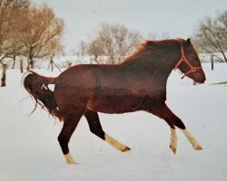 Zuchtstute Cellina K (Deutsches Reitpony, 1998, von Nicolo)