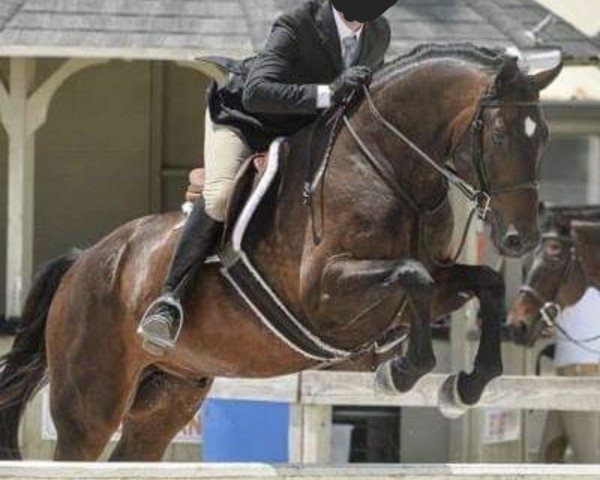 dressage horse Shades of Grey 4 (Hanoverian, 2012, from Scolari)