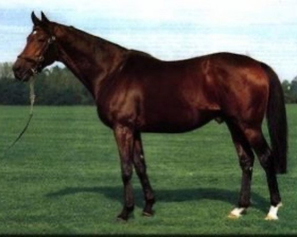 stallion Blushing Flame xx (Thoroughbred, 1991, from Blushing Groom xx)