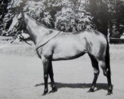 broodmare Flame of Tara xx (Thoroughbred, 1980, from Artaius xx)