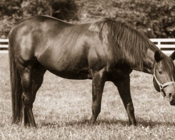 stallion Artaius xx (Thoroughbred, 1974, from Round Table xx)