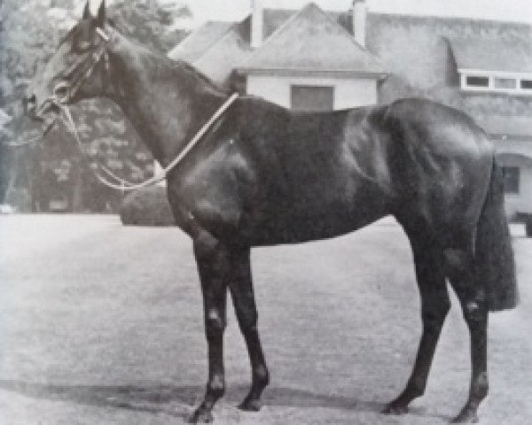 stallion Djakao xx (Thoroughbred, 1966, from Tanerko xx)