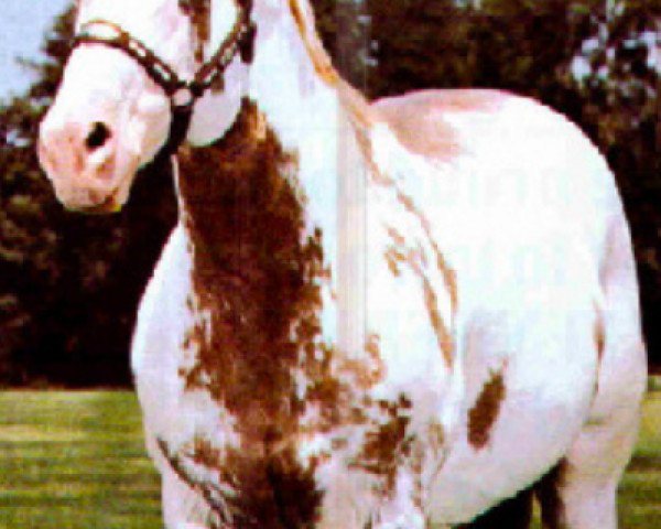 stallion Sabru Indio (Paint Horse, 1962, from Jo Jo)