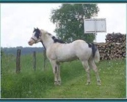 stallion Wash My Spectickles (Paint Horse, 1999, from Wash My Socks)