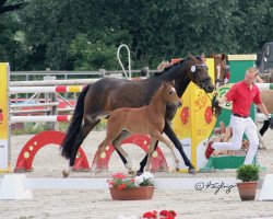 Zuchtstute Wendy Star (Deutsches Reitpony, 2017, von Movie Star)