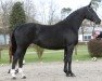 broodmare Evita (Hanoverian, 1997, from Escudo I)