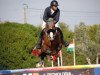 jumper Najac Vh Kluizebos (Belgian Warmblood, 2013, from Cooper van de Heffinck)