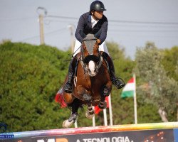 Springpferd Najac Vh Kluizebos (Belgisches Warmblut, 2013, von Cooper van de Heffinck)