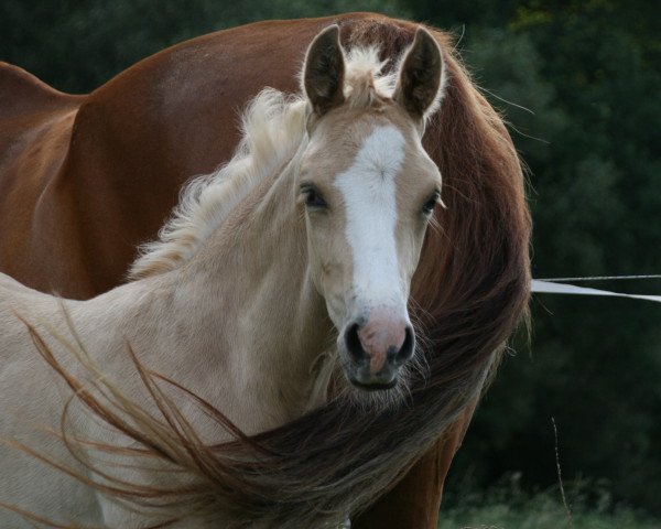 foal by Sekoya SMR (Mecklenburg, 2023, from Shamu)