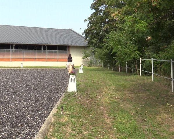 Reitturnier Gerasdorf bei Wien 2023