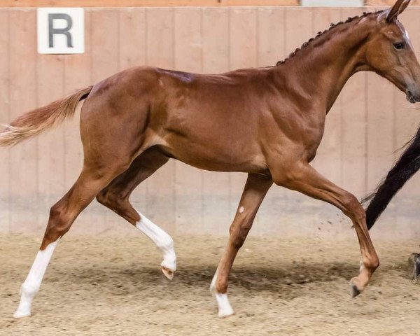 broodmare Viktoria Louise (Hanoverian, 2018, from Vitalis)