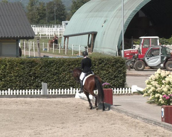 Reitturnier Gerasdorf bei Wien 2023