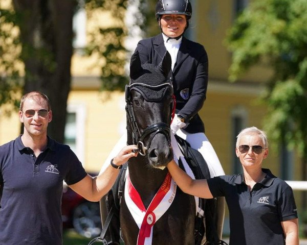 Deckhengst Black Bond Anw (Österreichisches Warmblut, 2020, von Bond Street)