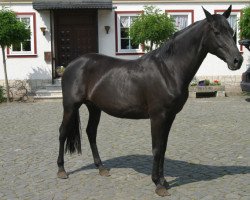 broodmare Marianka (Hanoverian, 1995, from Matcho AA)