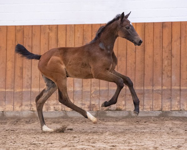 Springpferd Rendezvous EH (Holsteiner, 2023, von Uriko)