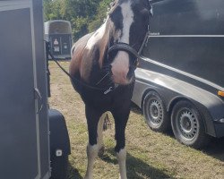 dressage horse Ponty of Paradise (unknown, 2003)