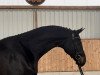 dressage horse Fiomicino K (Hanoverian, 2017, from Finest)