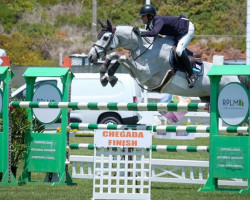 jumper Diamond Sasja (KWPN (Royal Dutch Sporthorse), 2008, from Berlin)