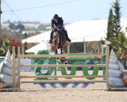 Springpferd Tornedo Dingeshof Z (Zangersheide Reitpferd, 2006, von Tornado)