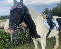 horse Vitus (Tinker / Irish Cob / Gypsy Vanner, 1998)