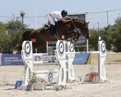 jumper Henk Junior (KWPN (Royal Dutch Sporthorse), 2012, from Kannan)