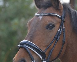 jumper Luchtenburgs Iris (New Forest Pony, 1999, from Merrie Moscan)