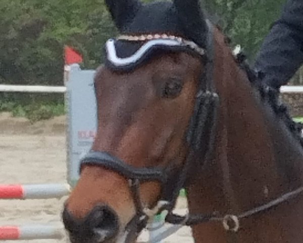 jumper Silvano B (Hanoverian, 2017, from Stolzenberg)