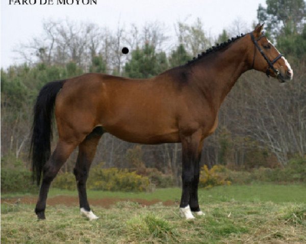 stallion Faro de Moyon (Selle Français, 1993, from Laudanum xx)